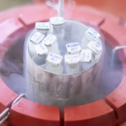 Kıbrıs Yumurta Dondurma