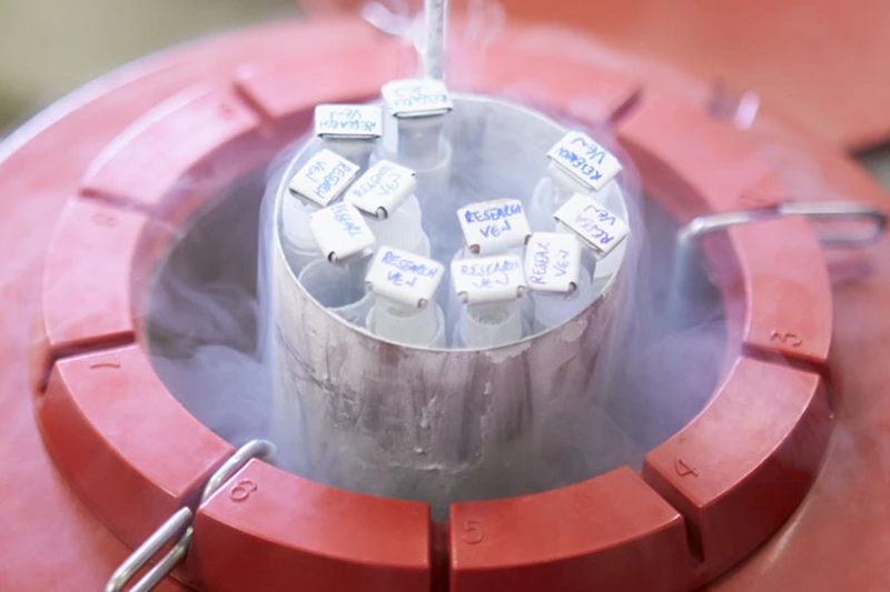 Kıbrıs Yumurta Dondurma